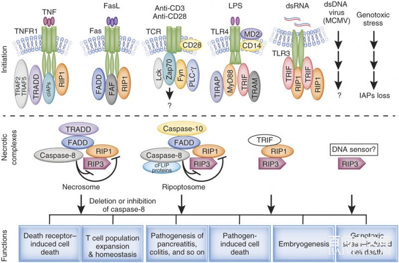 pcd��ϸ������������