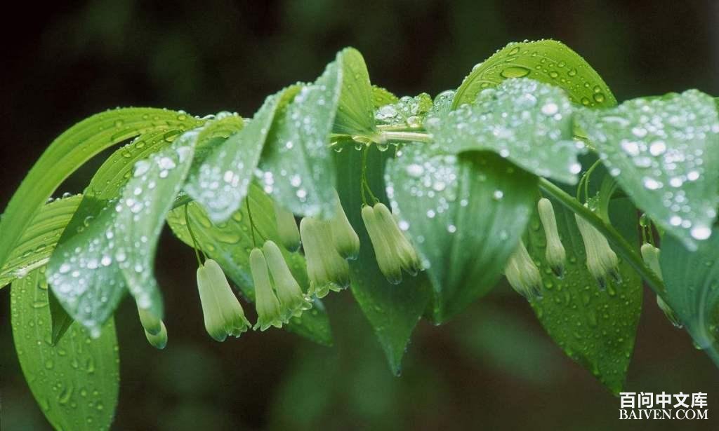 �ƾ�ֲ����̬