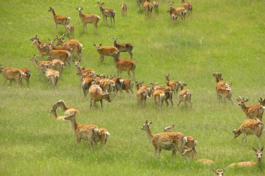 青海省海北藏族自治州祁连县:祁连鹿场