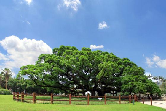 �������ݣ����ݹ���ɭ�ֹ�԰��ǧ�����