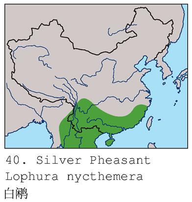 ���£������ֲ�ͼ