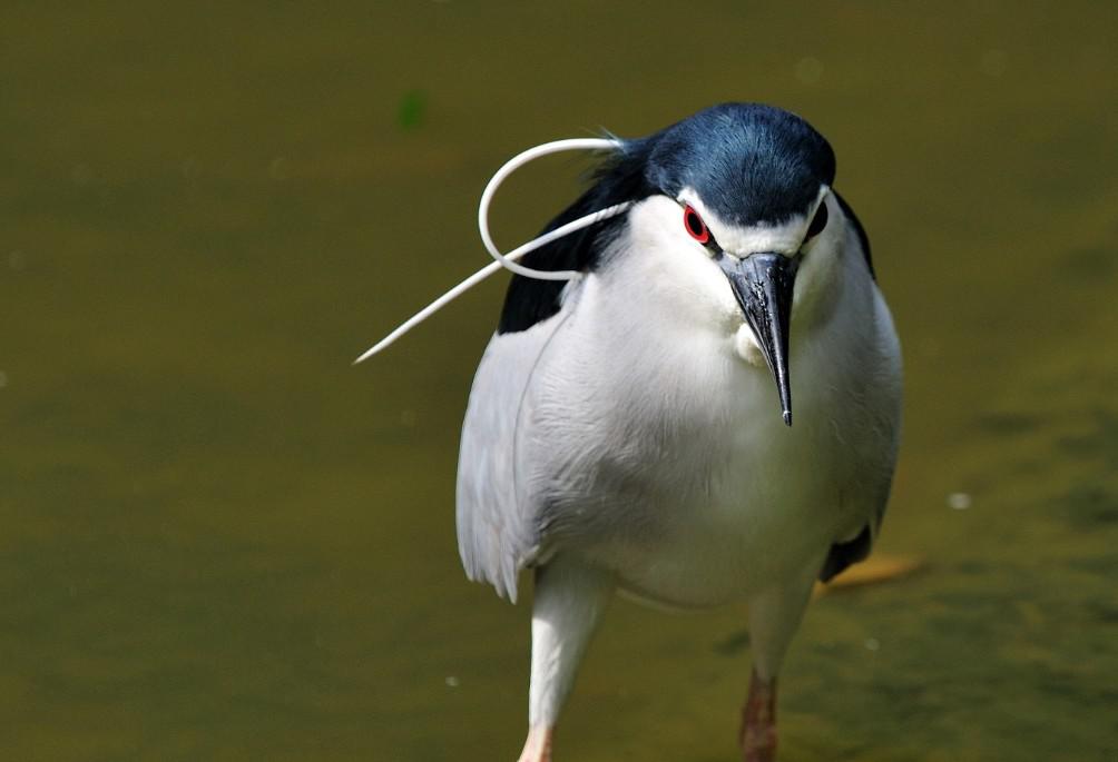 ҹ�أ���ֳ���۾���ɫ��ͷ��������ɫ˿״�������ߣ��ں��ӡ�