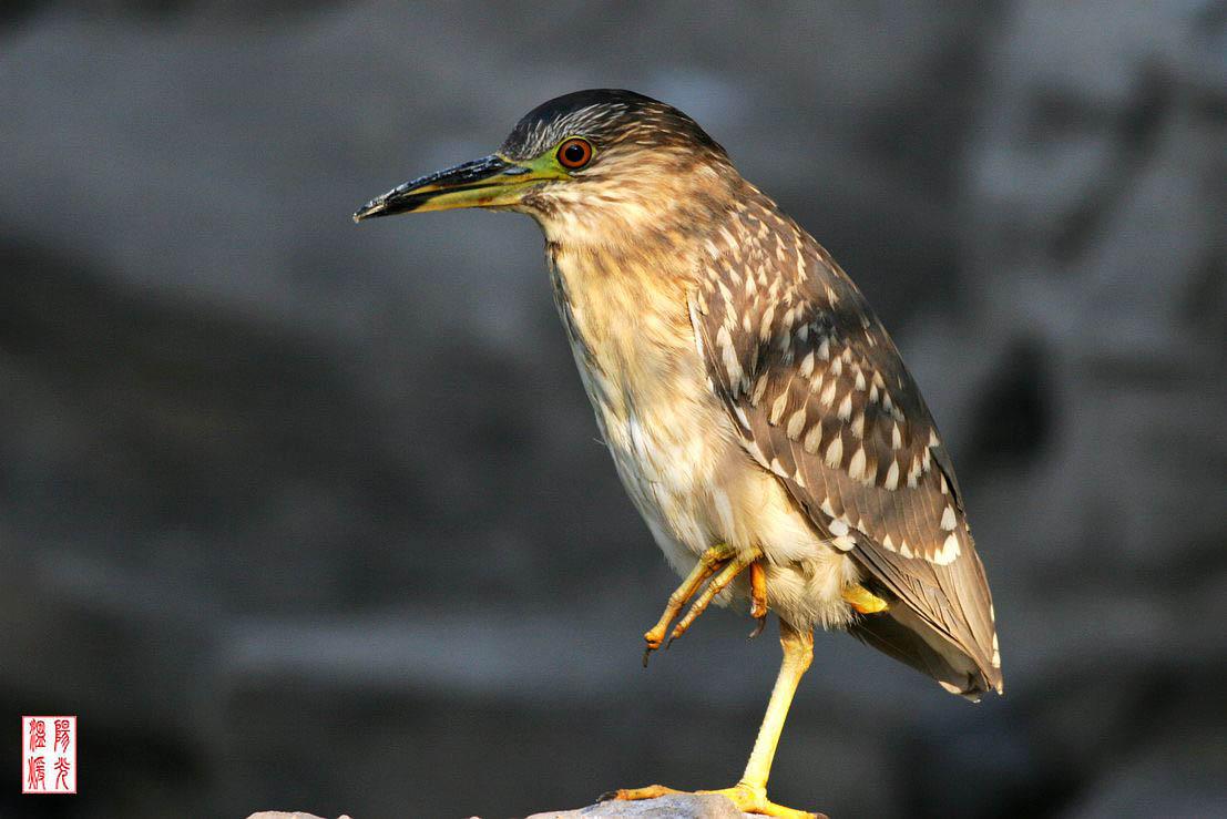 ҹ�أ��ǳ��񣬱�׼�ա����ߣ�wnyg��