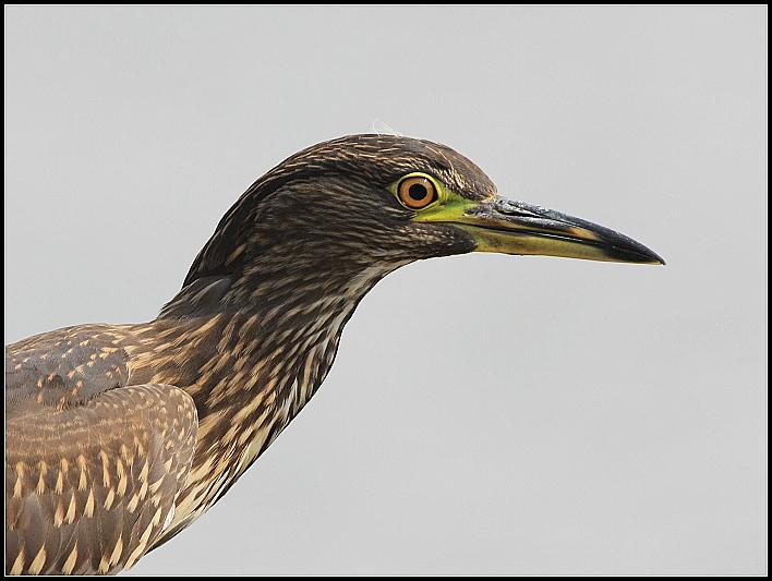 ҹ���ǳ���ͷ����д�����ߣ���������