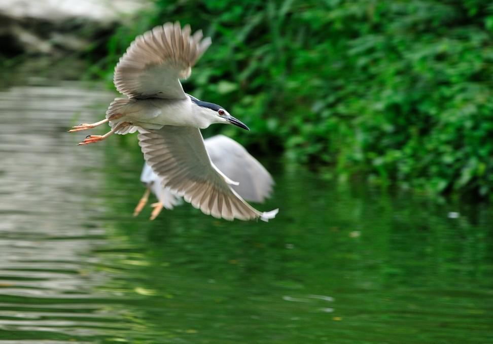 ҹ�س��񣬷��а档���ߣ��ں��ӡ�