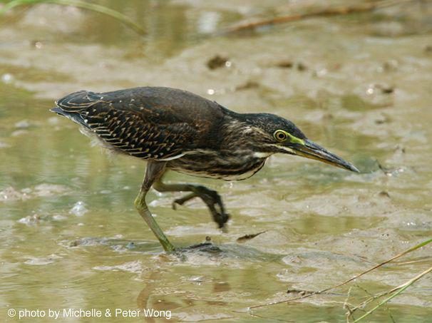 �����ǳ���