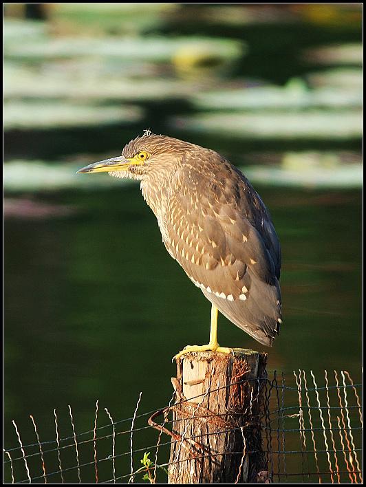 ҹ�أ��ǳ���