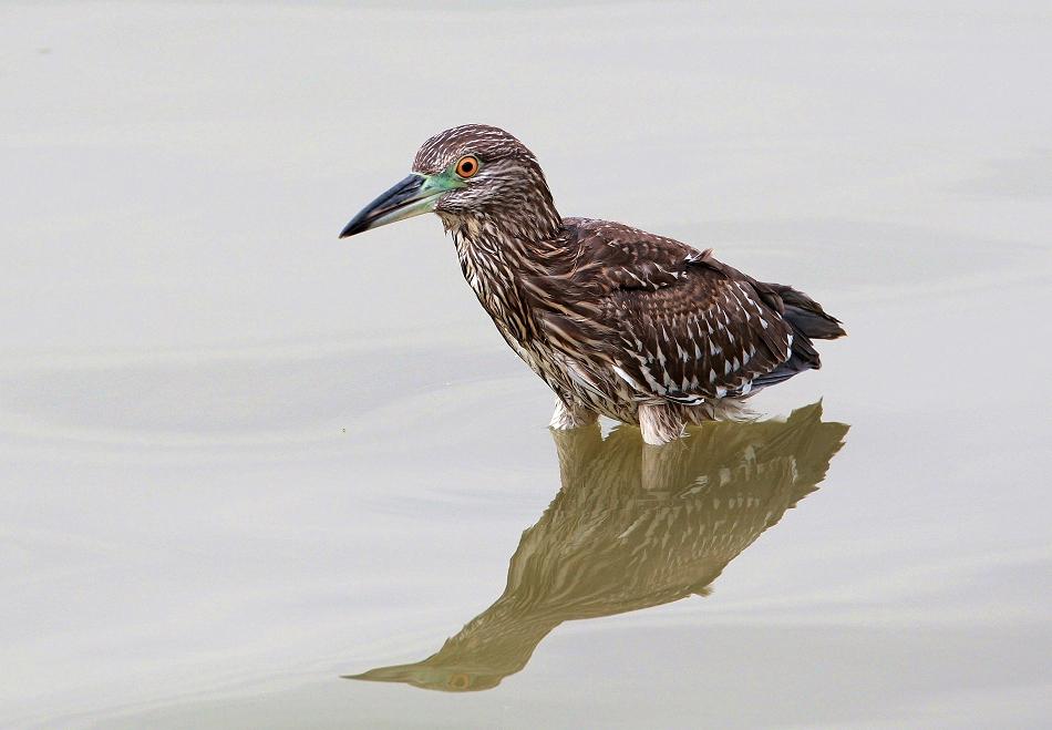 ҹ���ǳ�����Ӱalex��