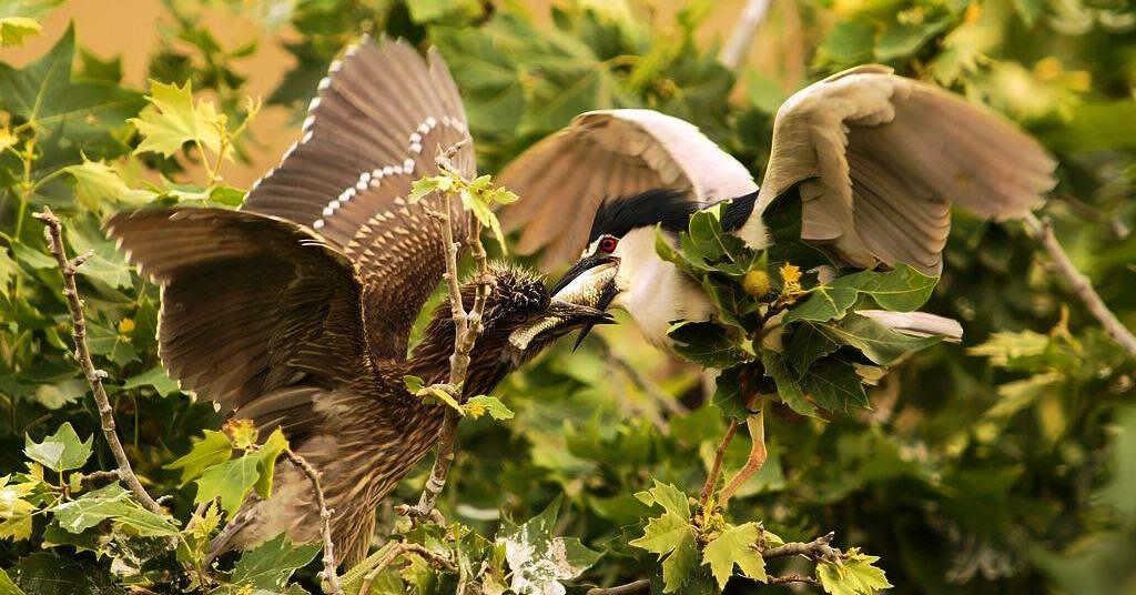 ҹ��ιʳ����Ϊ������Ϊ���񣩣���Ӱ����2011