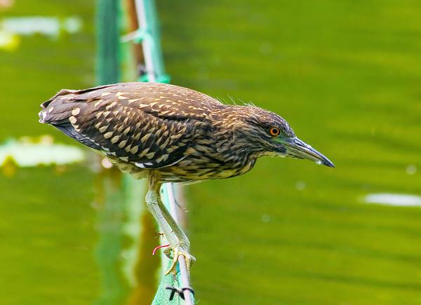 ҹ���ǳ��������ɫ�������ƺͰ�ɫ���