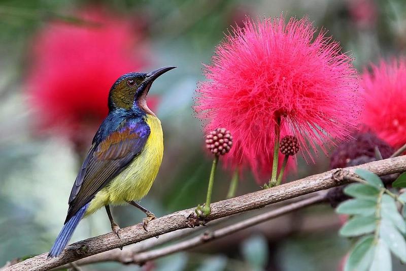 �ֺ�ʳ������������������