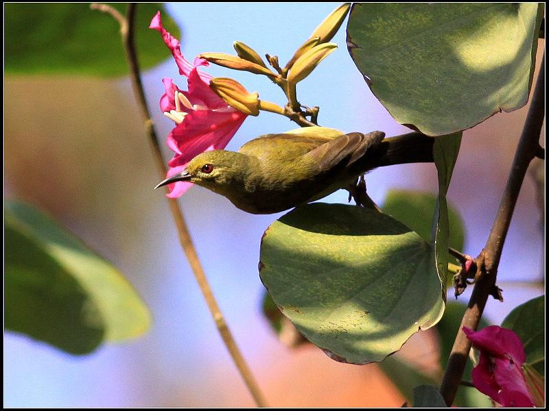 �ֺ�ʳ���񣺴�������������