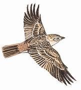 ϸ���ֺ�����ͼƬ