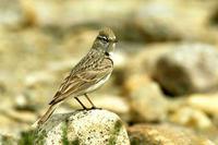 ϸ���ֺ����