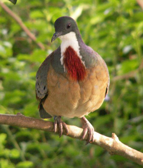 巴氏鸡鸠 巴氏鸡鸠的图片