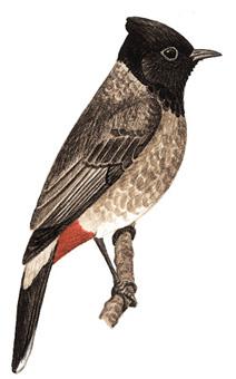 �ں�������