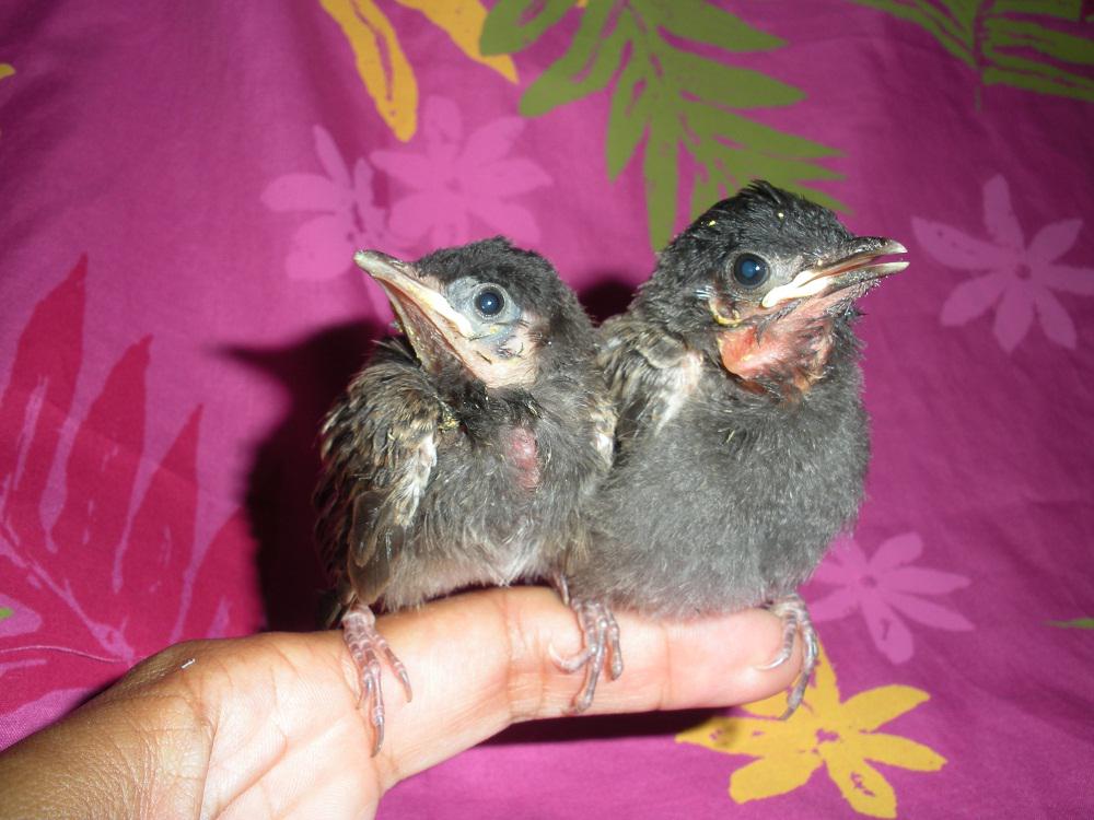 �ں�����������