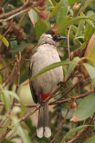 �׺������ǳ��񣺺����������ɫ