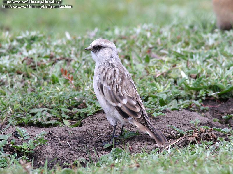 ����ѩȸ��ͼƬ