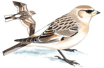 ����ѩȸ����̬����ͼ