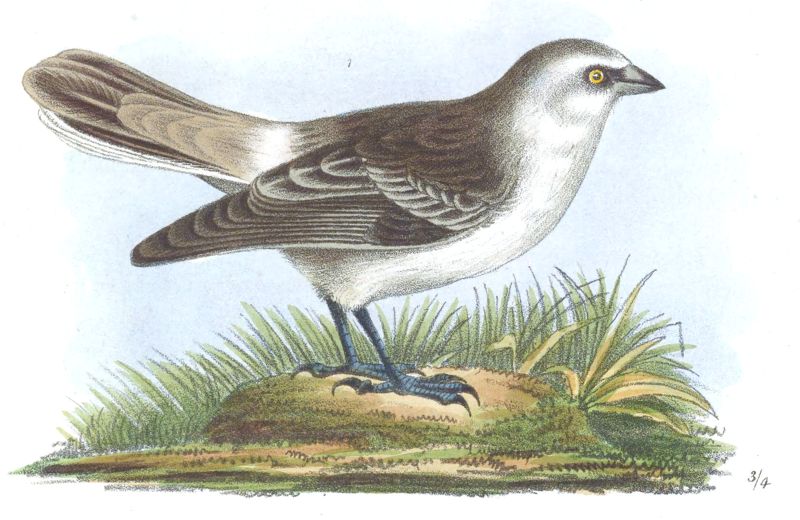 ����ѩȸ����̬����ͼ