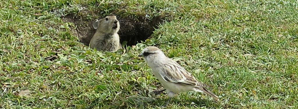 ����ѩȸ·����ԭ���õĶ��� ��Ӱ����