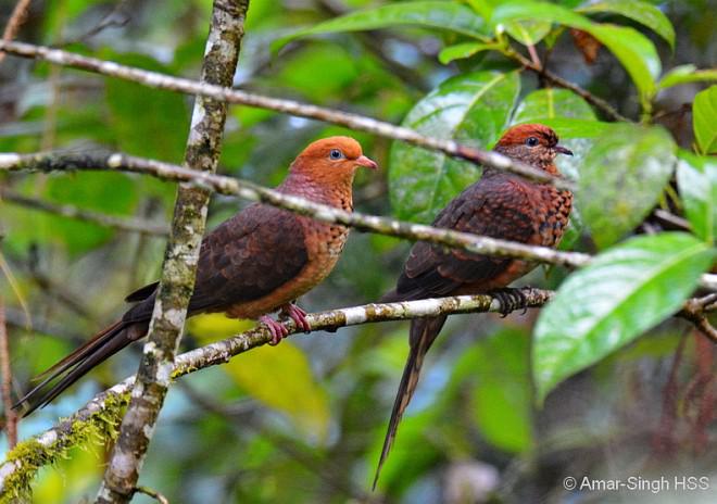 С��汎�������Ҵ���