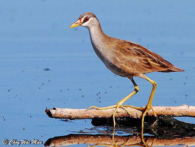 白眉田鸡 白眉田鸡的图片