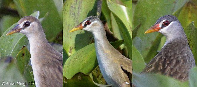 ��ü�Ｆ��ͬ����׶ζԱȣ������󣩡��ǳ����У��������ң�