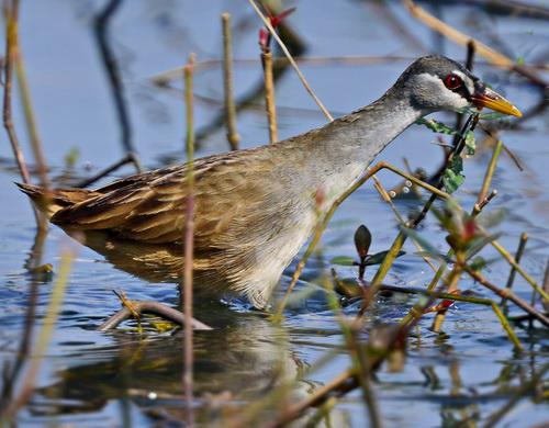 2016��1��3���ڹ�������ɳ���ɳ½ܼ�¼�İ�ü�Ｆ