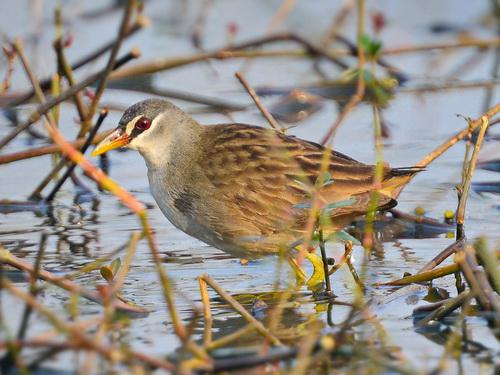 2016��1��3���ڹ�������ɳ���ɳ½ܼ�¼�İ�ü�Ｆ