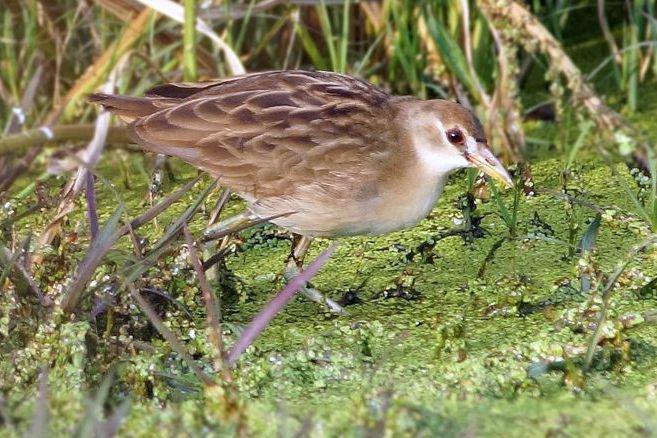 2013��10��25�����Ĵ�������Ѧ������İ�ü�Ｆ