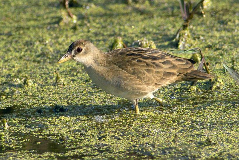 2013��10��25�����Ĵ�������Ѧ������İ�ü�Ｆ