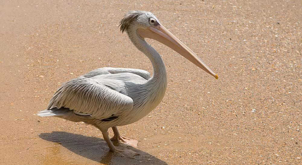 �ۺ챳���ɵ�ͼƬ