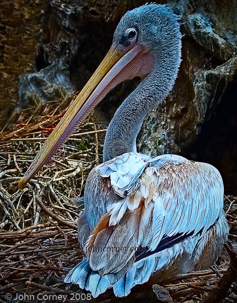 �ۺ챳����