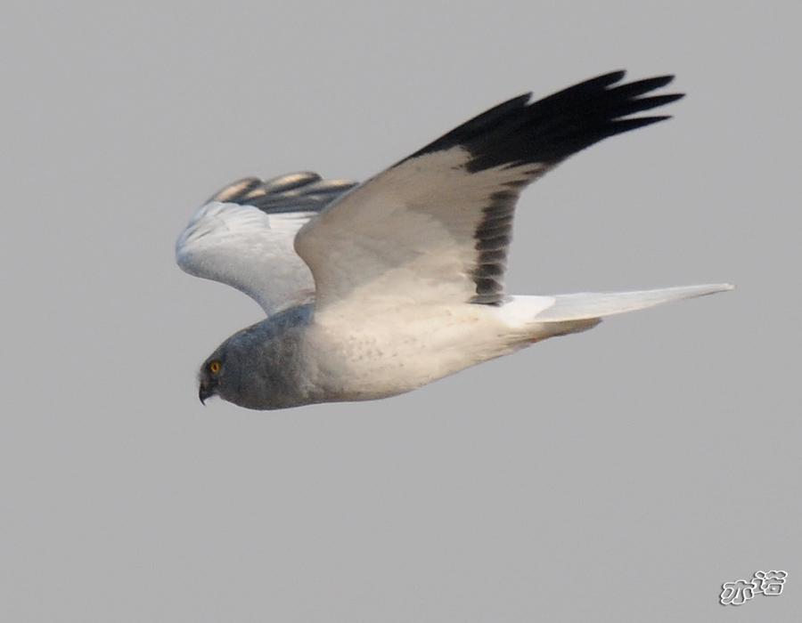 ��β�ε�ͼƬ