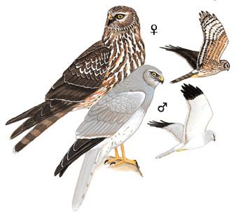 ��β�Σ���̬����ͼ