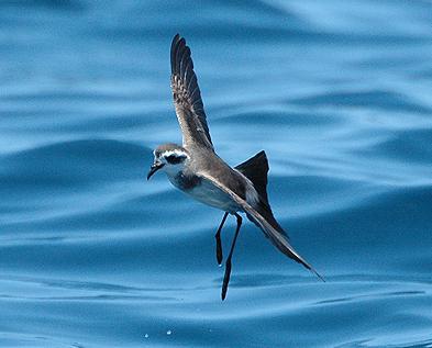 海燕科 海燕科的图片