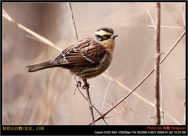 棕眉山岩鹨 棕眉山岩鹨的图片