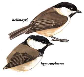 ����ɽȸ����̬����ͼ