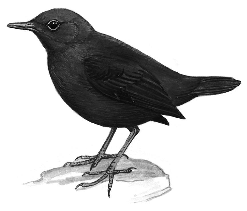 �ֺ��ڣ���̬����ͼ