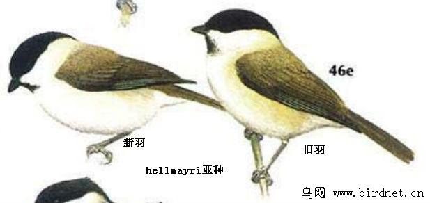 ��ͷɽȸ��ͷ���ڰ׷ֽ����л���