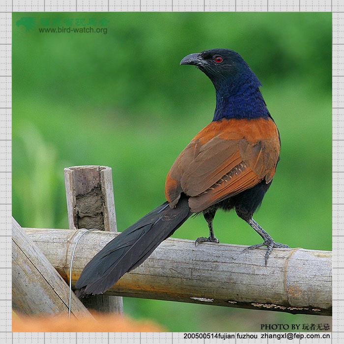 褐翅鸦鹃 褐翅鸦鹃的图片