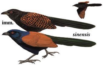 �ֳ�ѻ�飺��̬����ͼ