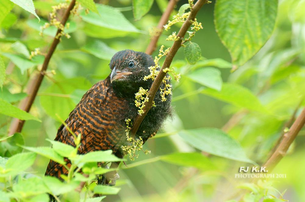 �ֳ�ѻ���ǳ�����Ӱfjkk