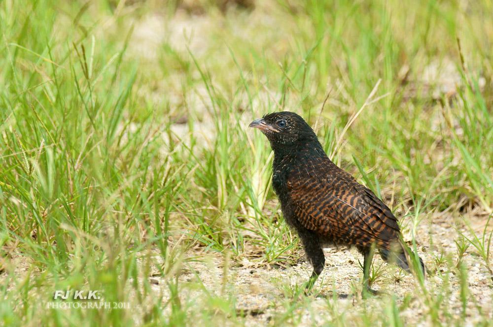 �ֳ�ѻ���ǳ�����Ӱfjkk