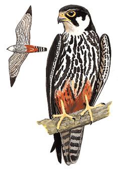 ��������̬����ͼ