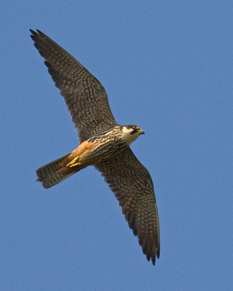 ��������ͼ