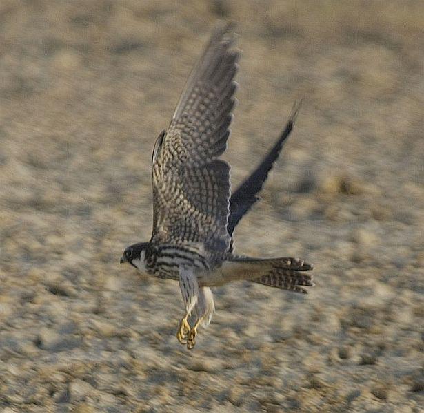 ��������ͼ