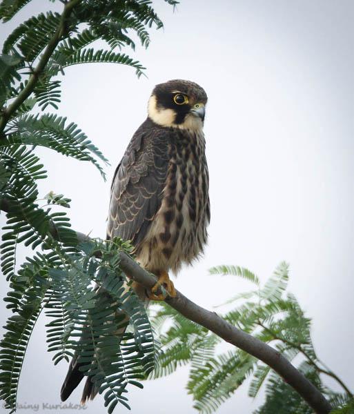 �������ǳ���